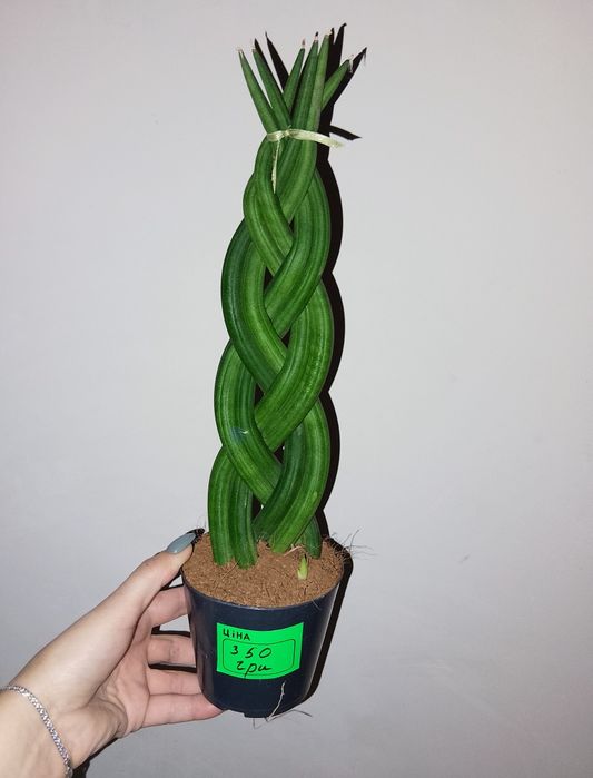 Сансивієрія косичка