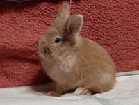 Рыжий декоративный карликовый кролик,бежевый кролик,крольченок