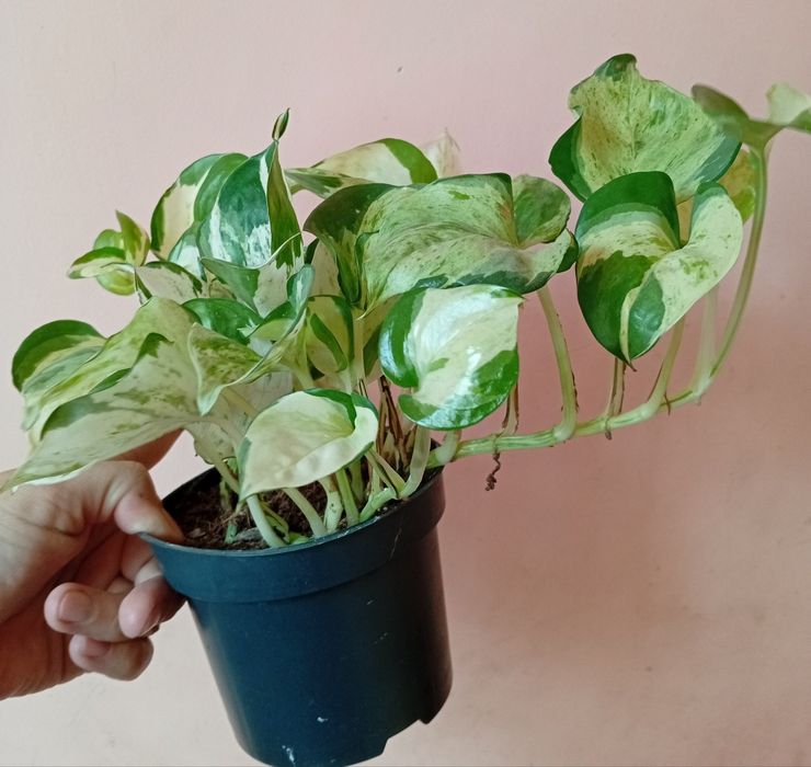 Вариегатный Эпипремнум сциндапсус  хепи лиф