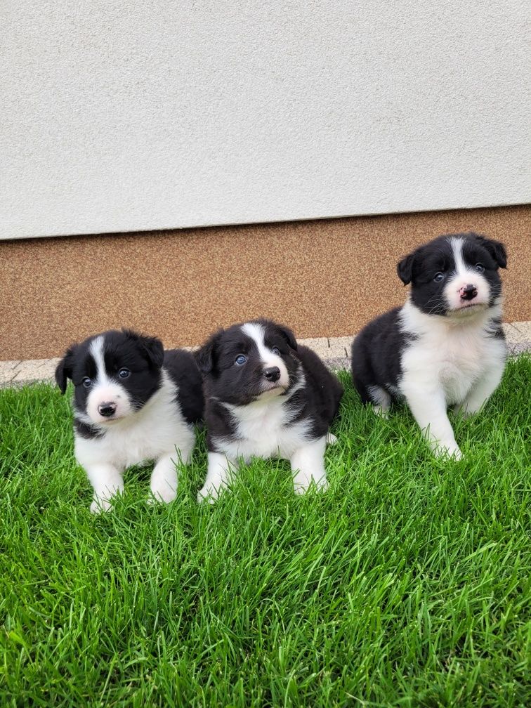 Border Collie Śliczny Piesek Zapraszam