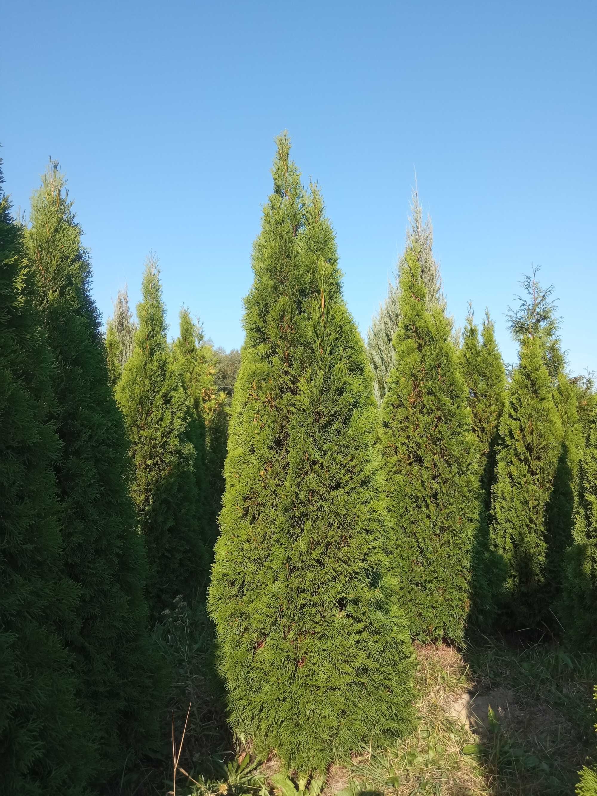 Tuja szmaragd, brabant, kurnik, kolumna 80-250cm, dowozimy, sadzimy