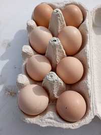 Jajka wiejskie z własnego gospodarstwa