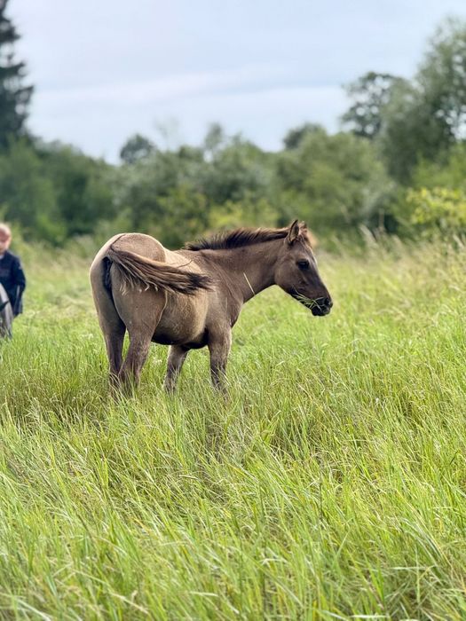 Super klacz konikoarab 7 miesięcy