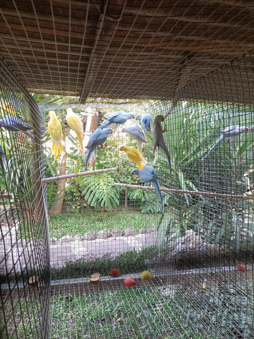 Ringnecks para dispensar