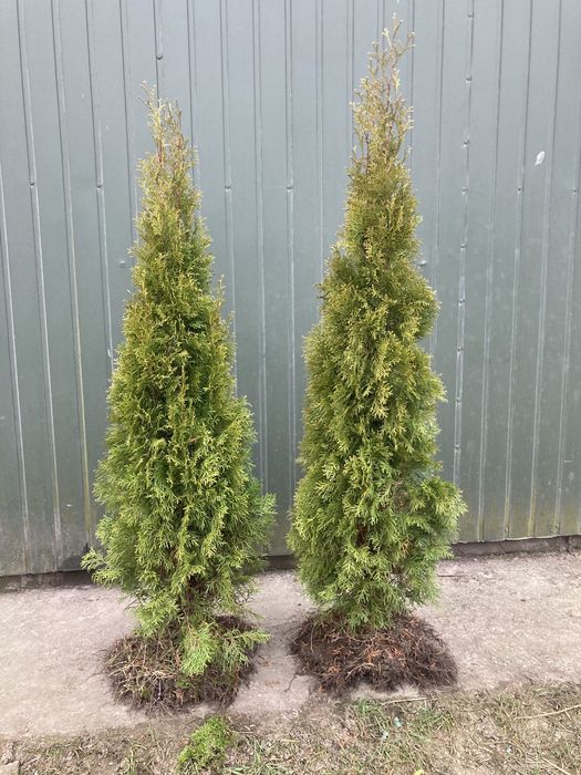 Tuja tuje szmaragd PROMOCJA TANIO