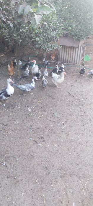 Vender-se patos mudos grandes