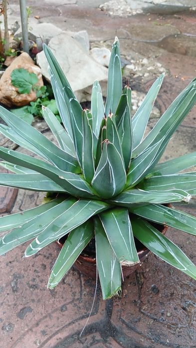 Agave Victoriae, агава Вікторія