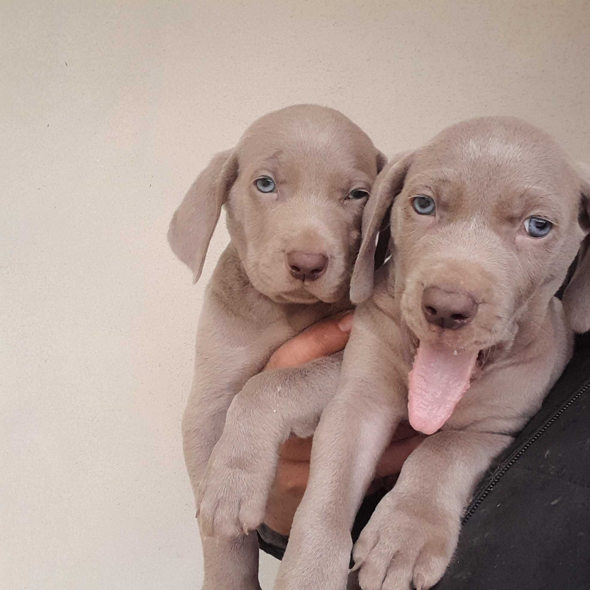 Weimaraner com lop