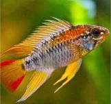 Apistogramma casal cacatuoide viejita