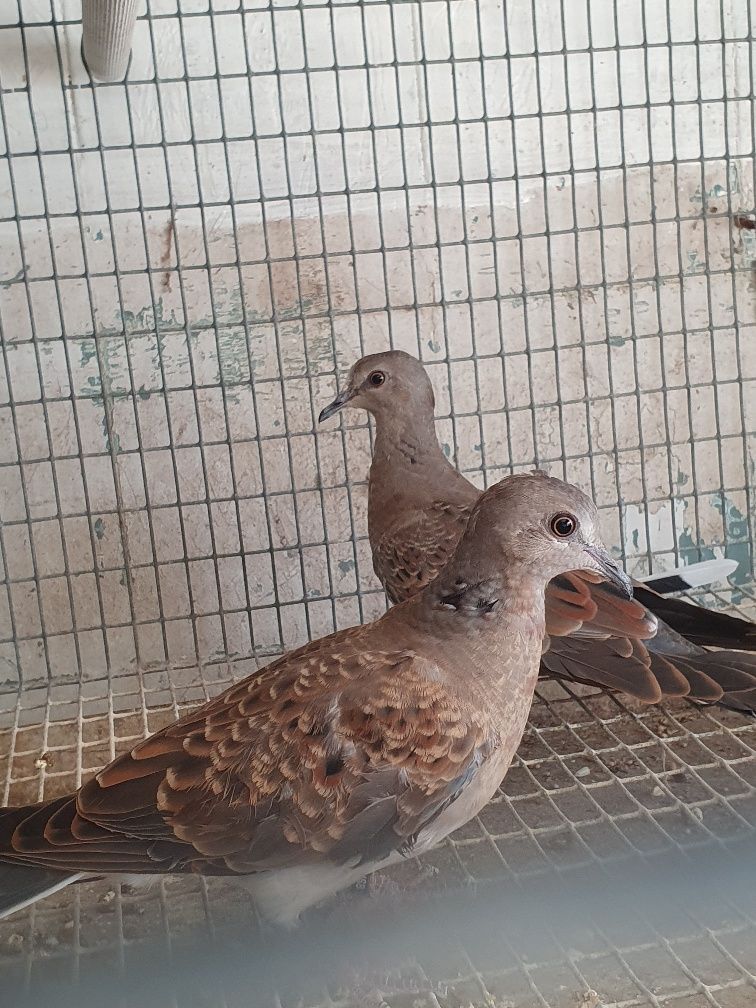 Casal de rolas Streptopelia turtur , preço casal