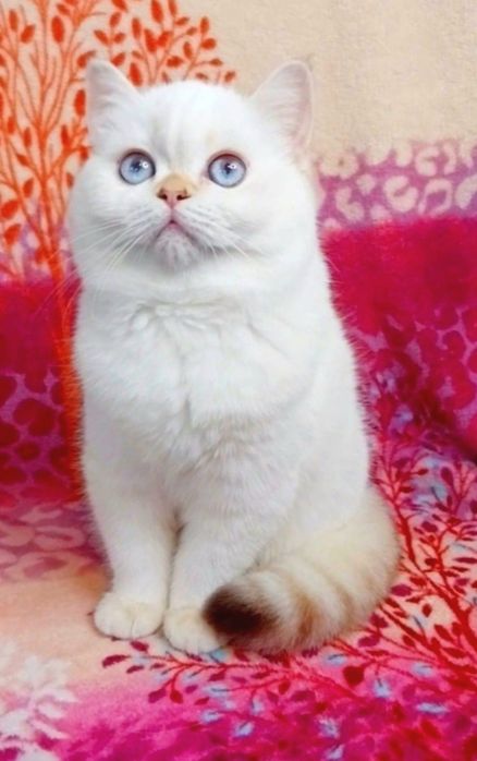 Скоттиш Страйт шотландочка красавица шиншиллка