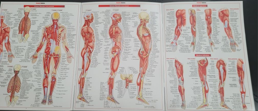 Fichas resumo de Anatomia