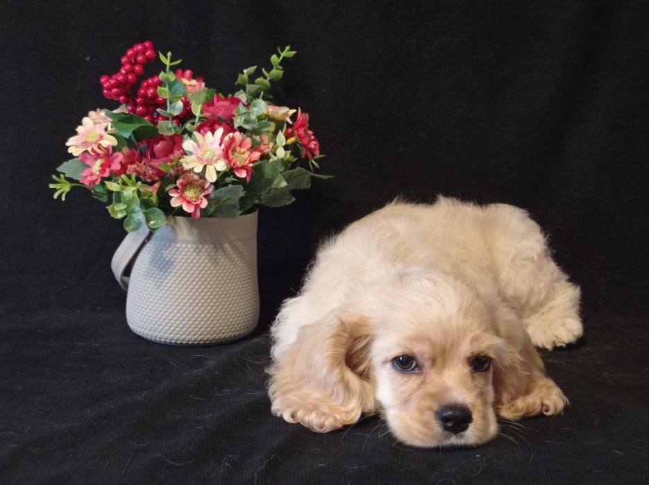 Гарний хлопець спаніель