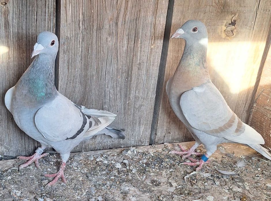 Gołębie pocztowe opalę