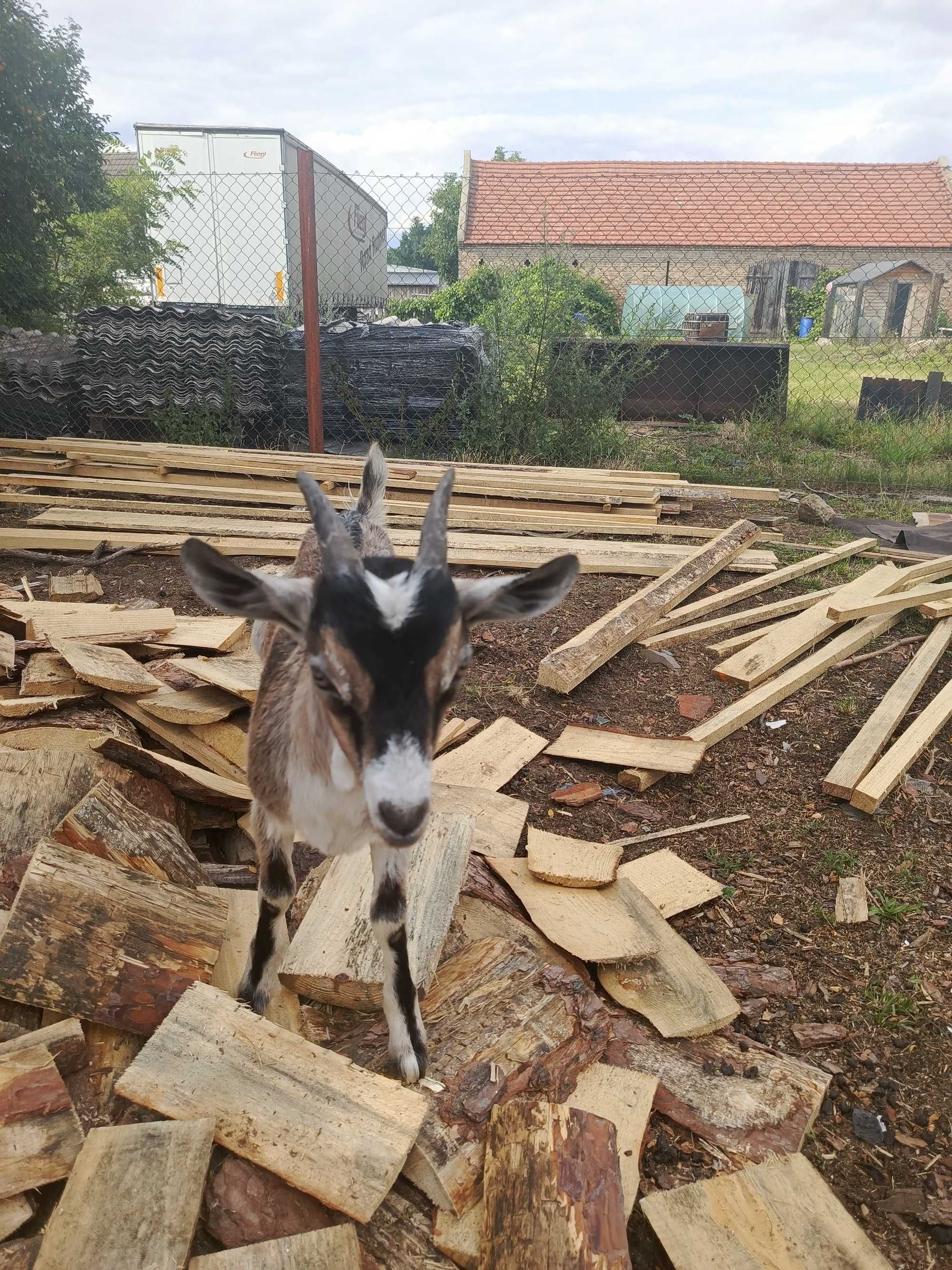 Sprzedam koziołka 3 miesiące