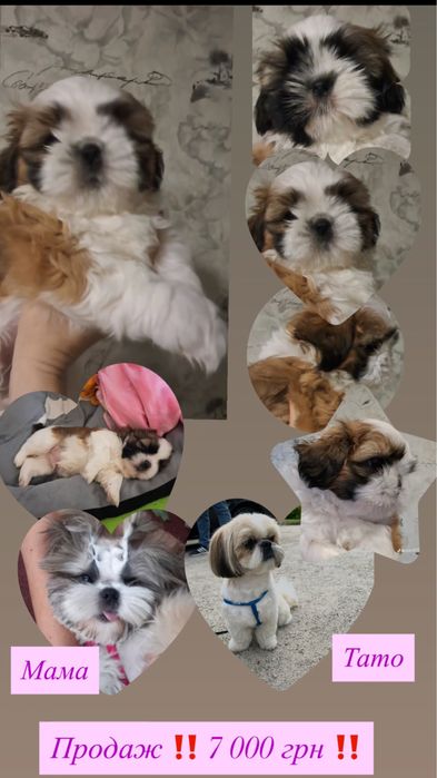 Маленьке чудо, породи шит-цу