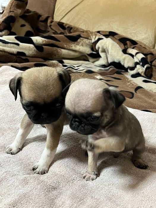 МОПС щенки, бронь