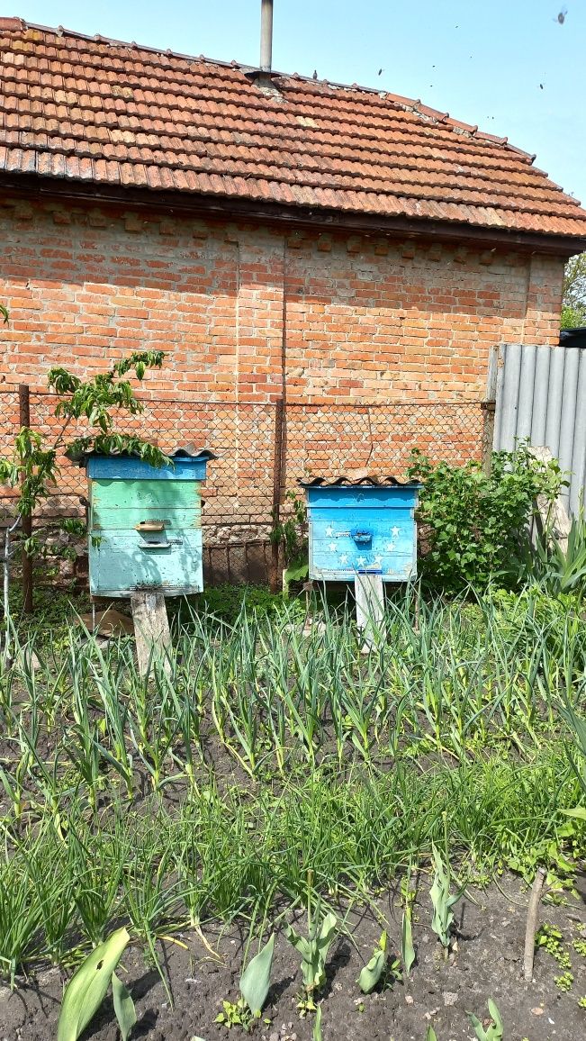 Продам Пчелосемьи