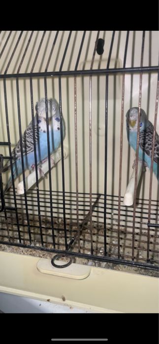 Casal periquiros de poupa