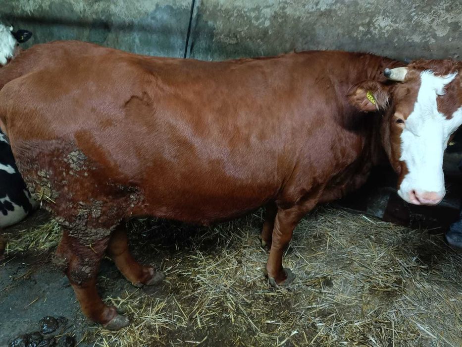 Jałówki wysokocielne 2 sztuk