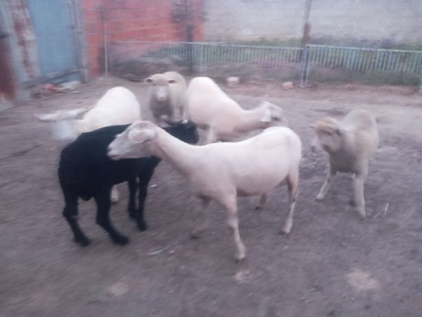 Um carneiro e duas ovelhas