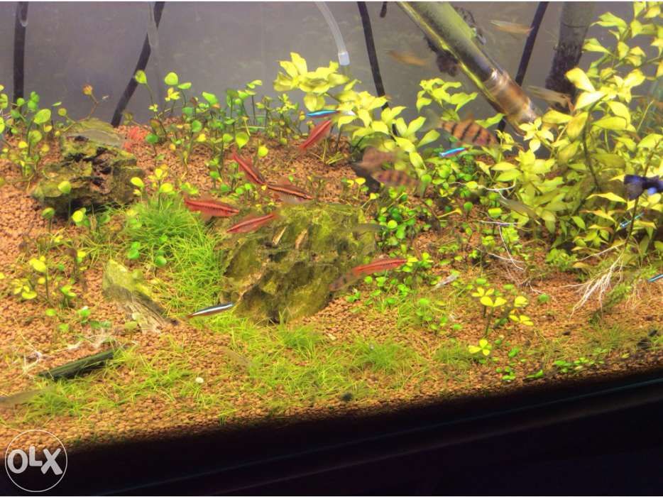 Aquario 50cm sem cantos no vidro frontal