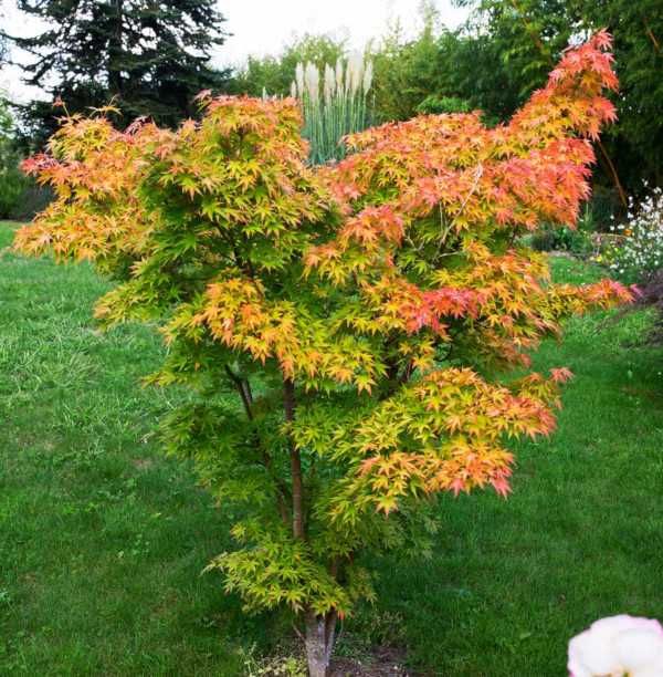 KLON PALMOWY ORANGE DREAM - sadzonki w doniczkach