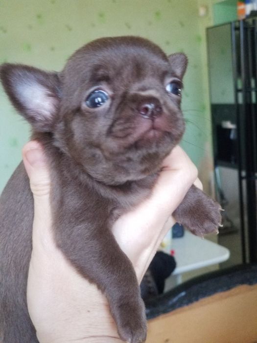 Мини Девочка чихуахуа