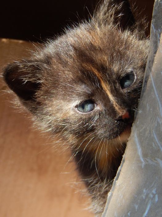 Дівчинка в добрі руки