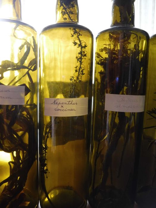 Garrafa decorativa reutilizada com espécies botânicas no seu interior