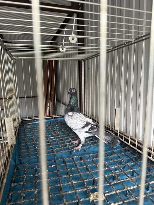 Deresz samczyk 200zł