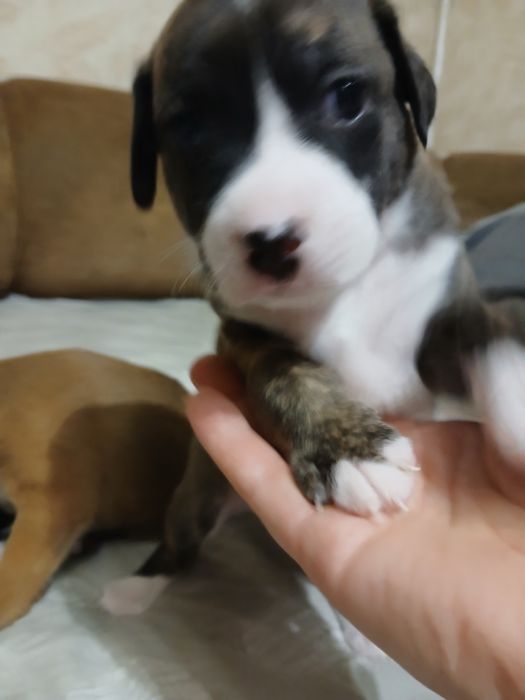 Метиси Стафа і Пітбульки