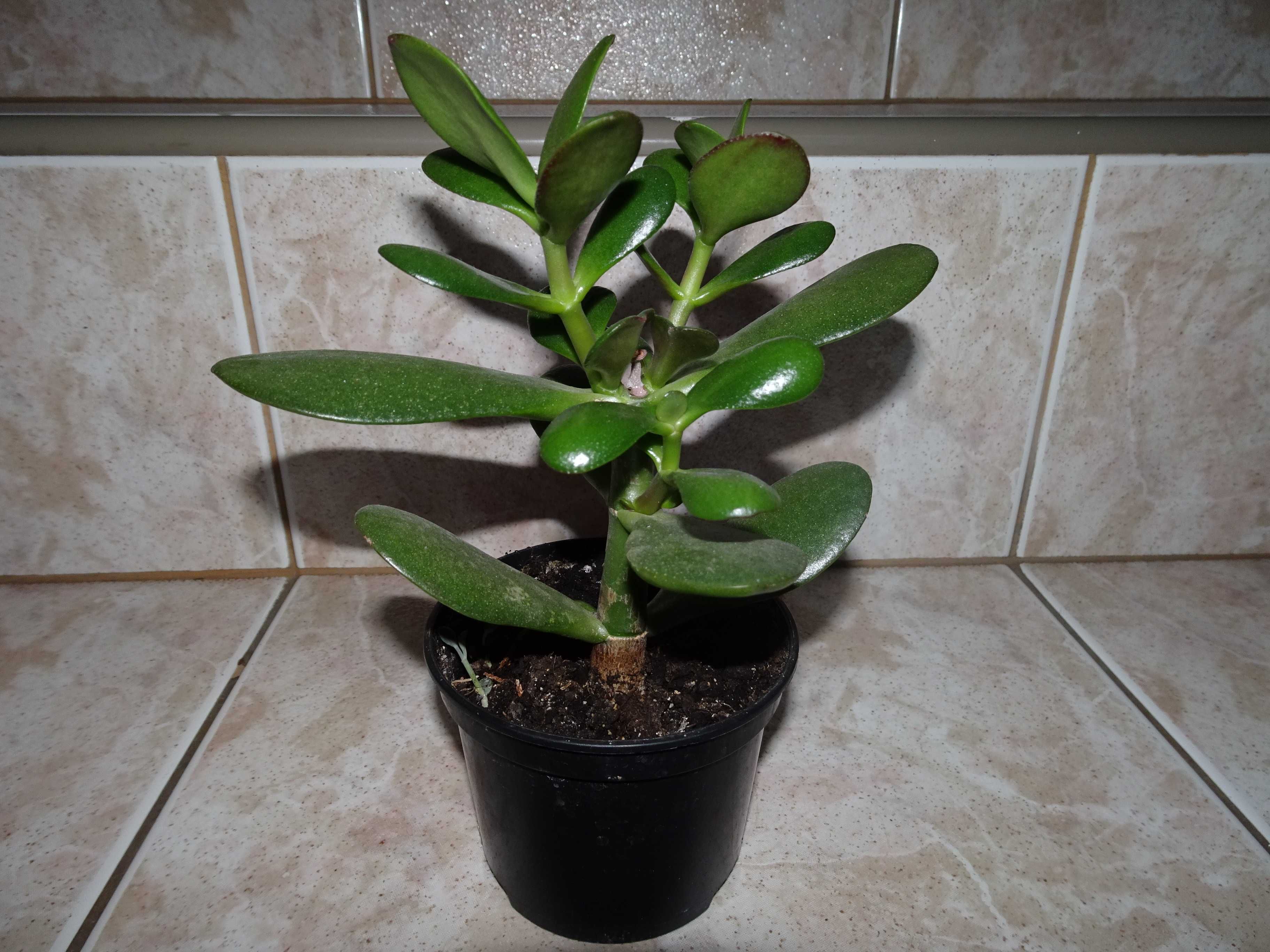 Grubosz crassula drzewko szczęścia