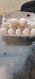 Jaja lęgowe od kaczek francuskich