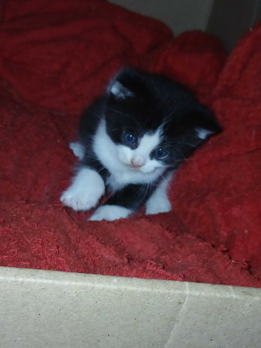 Котята, крупные.