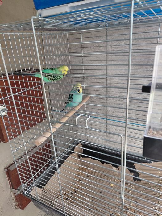 Papugi faliste parka