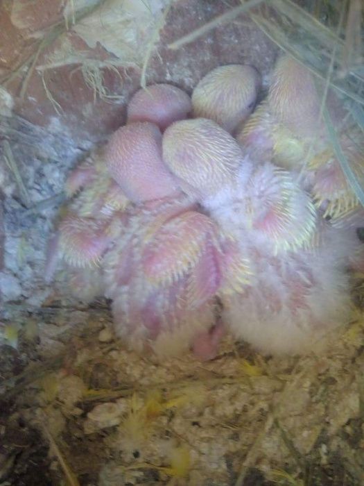 Agapornis bebés para criar a mão
