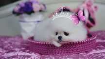 Oferuję przepiękną suczkę rasy Pomeranian