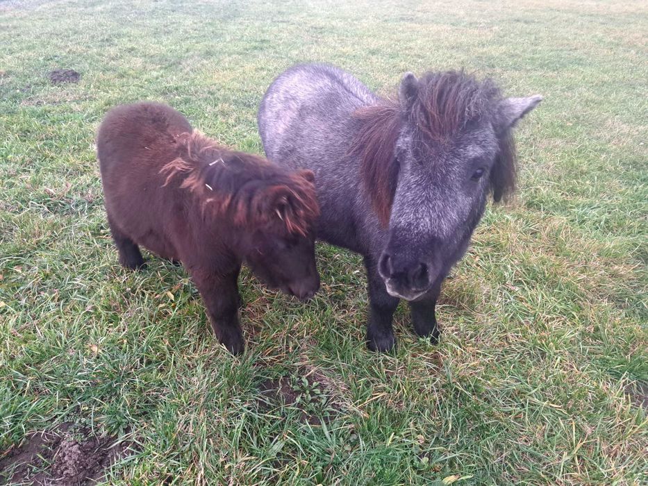 Kucyki ogierki 0,5 roku i 1,5 roku