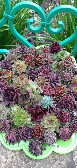 Молодило, кам'яна троянда,семпервівум