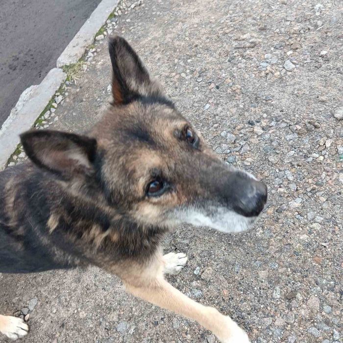 Замечена собака Космос,Пески