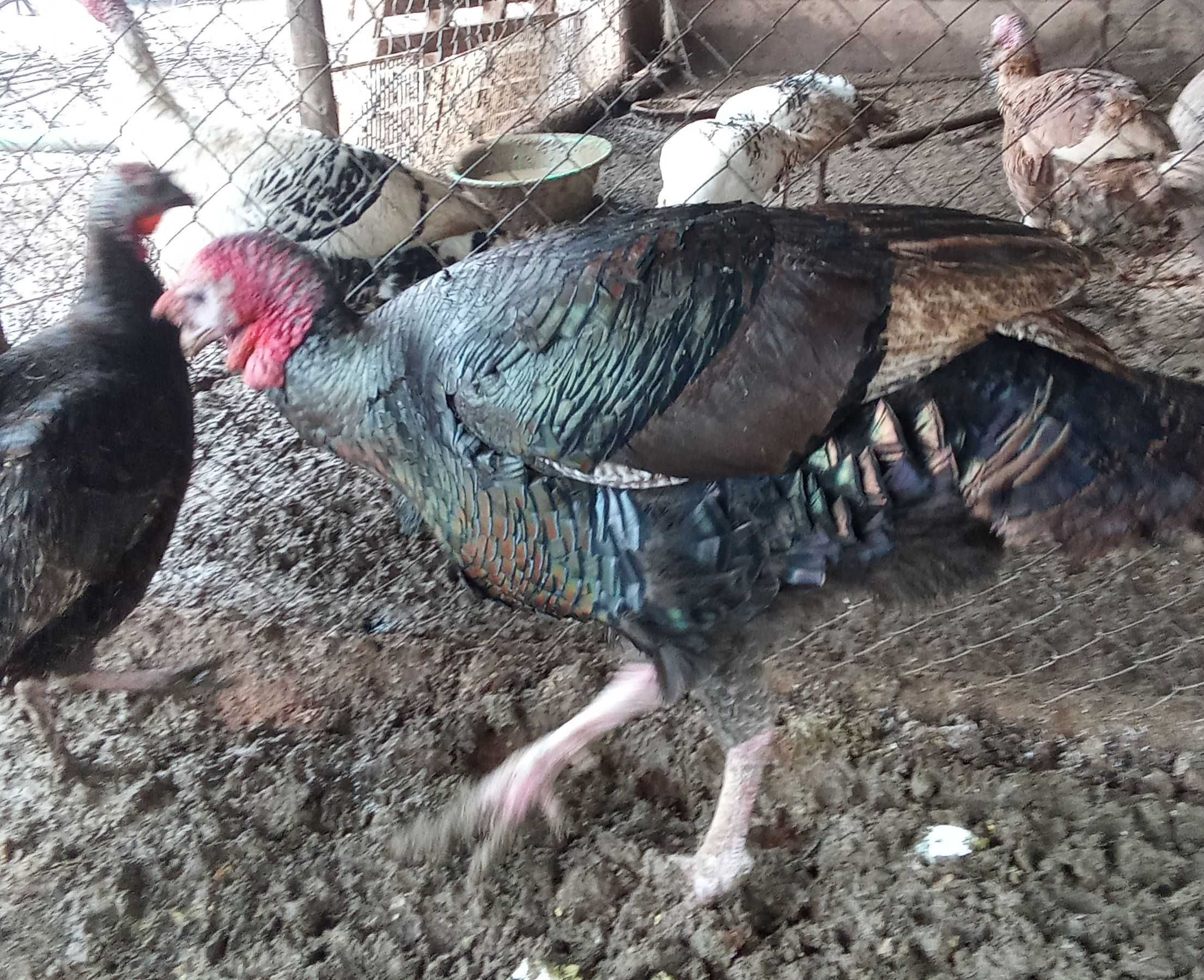 peru gigante de peito largo