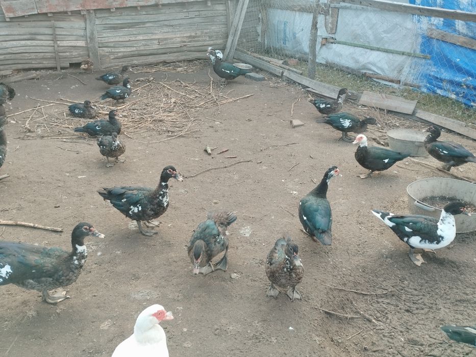 Продам мясо гуся, бройлера, индоутки