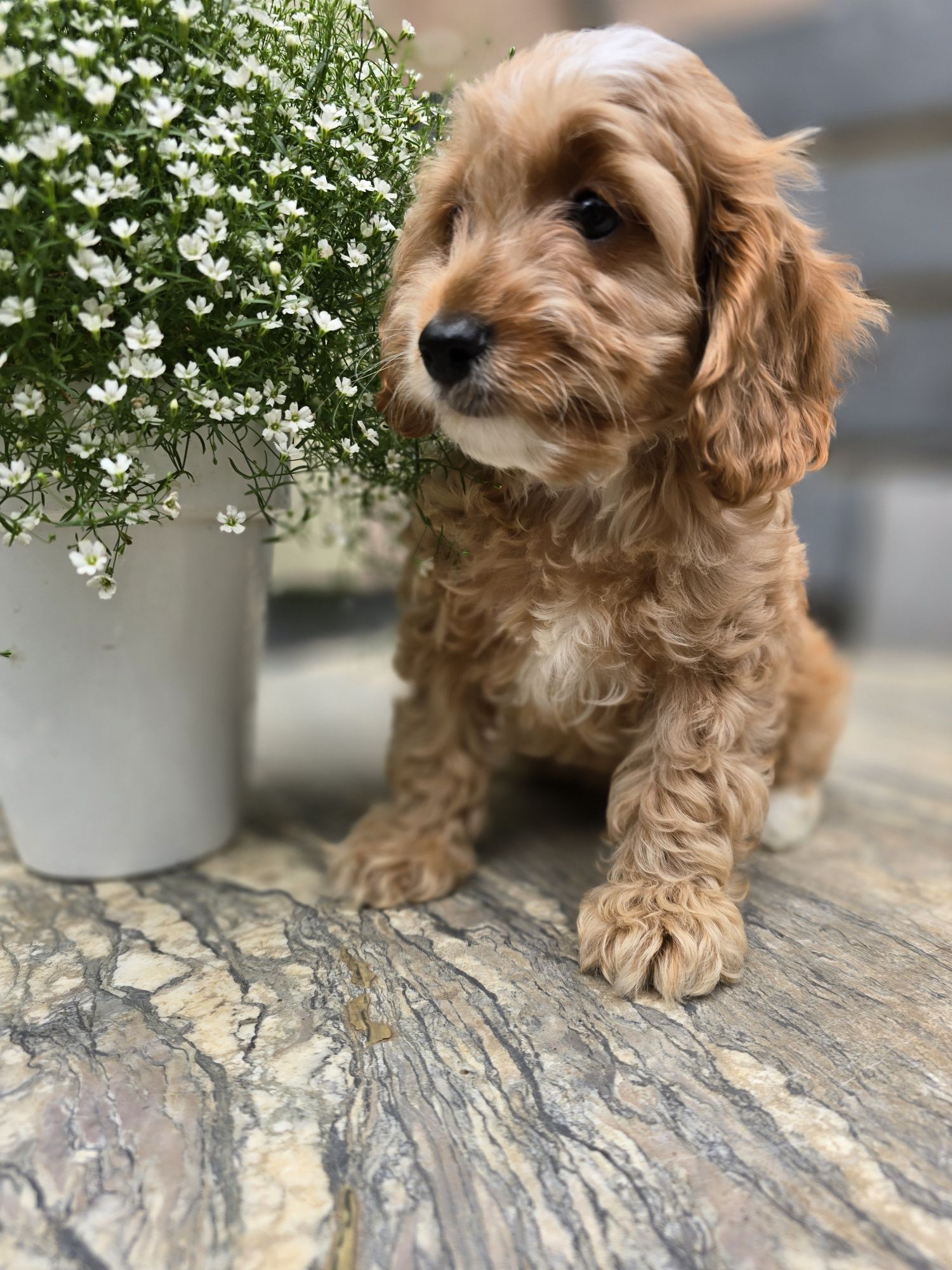 Cockapoo / chłopczyk / Cocker spaniel