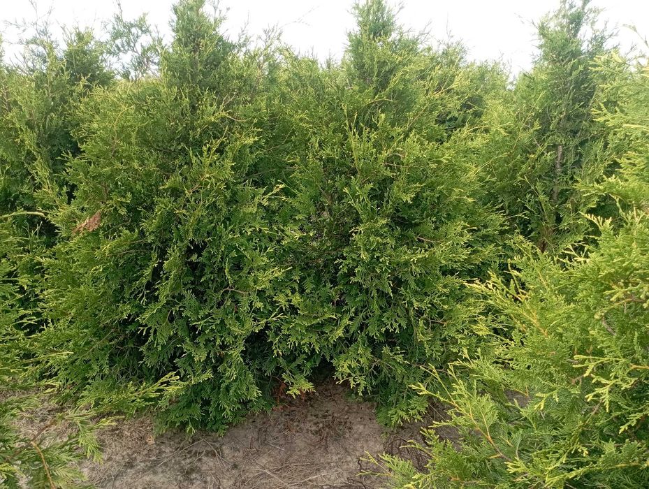 Tuja duże tuje aureospicata 200 cm nie brabant szmaragd dowóz