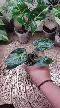 Syngonium aurea regres