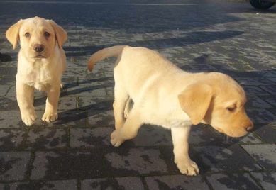 Nowy dom dla piesków labrador retriever ( suczka  i piesek)