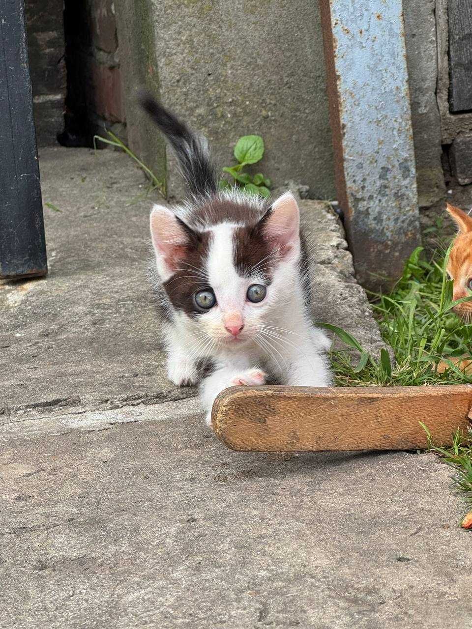 Кошенята шукають дім