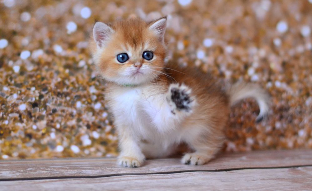 Золоті шиншили британці