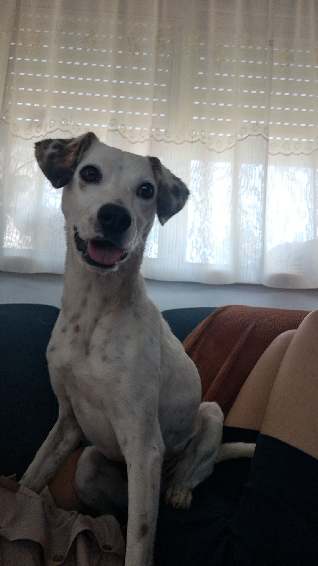 Cão para adoção com cerca de 1 ano